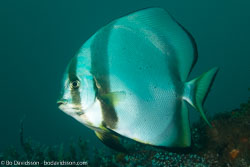 BD-110315-Puerto-Galera-3611-Platax-orbicularis-(Forsskål.-1775)-[Orbicular-batfish].jpg